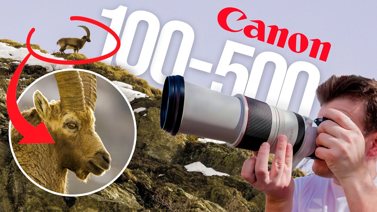 Обзор Canon RF 100-500mm: идеальный мегазум?