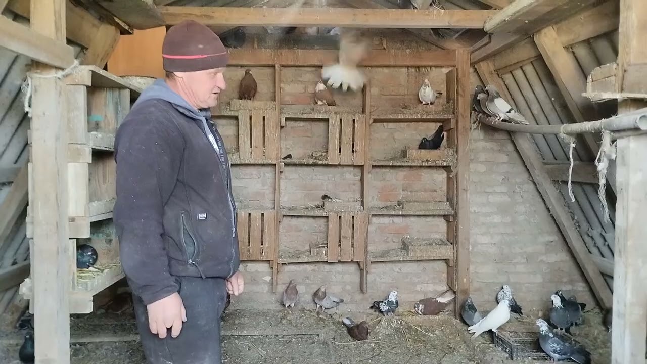 Николаевские голуби  -- с Киселевка. 2024 г. Глазов  Алексей ( 2 -- часть).