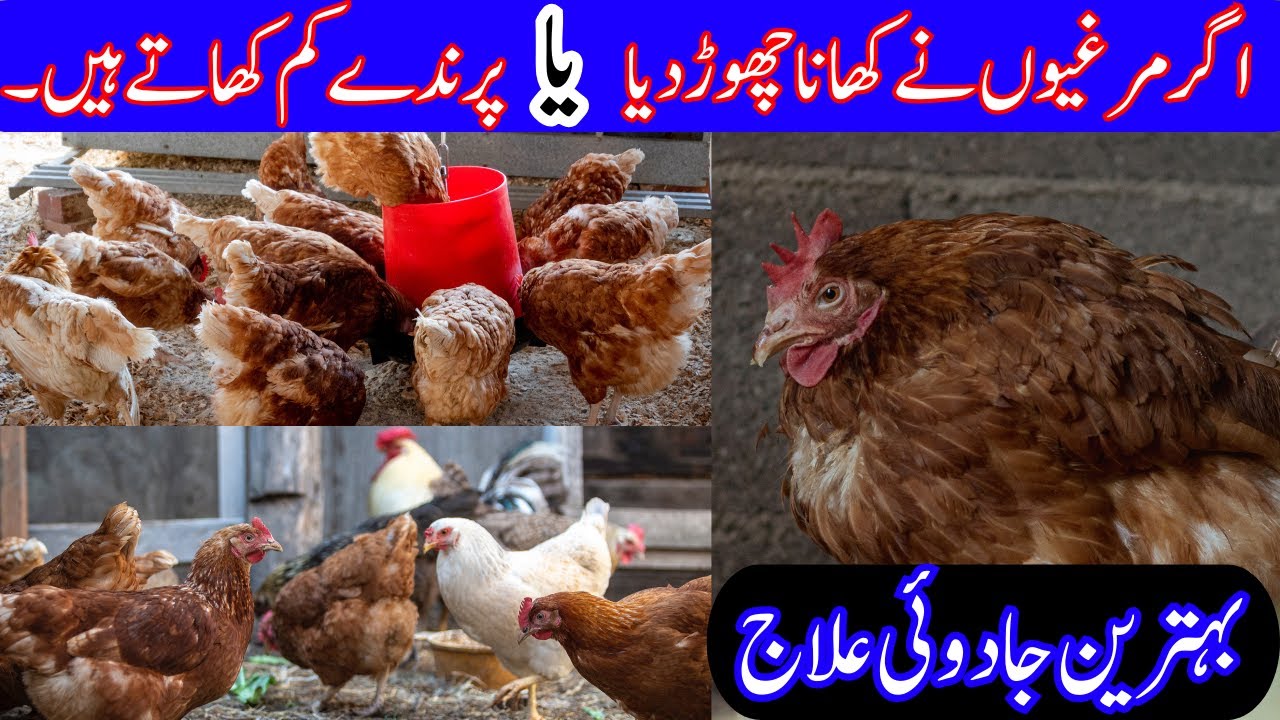 What to do if the hen does not eat the grain | The hen is eating less | The hen is not eating foo...
