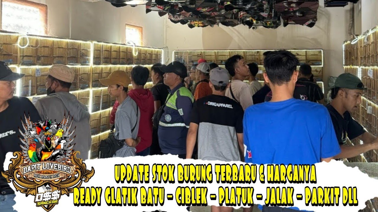 UPDATE STOK BURUNG TERBARU BESERTA HARGANYA READY GLATIK BATU - CIBLEK - PLATUK - JALAK - PARKIT DLL