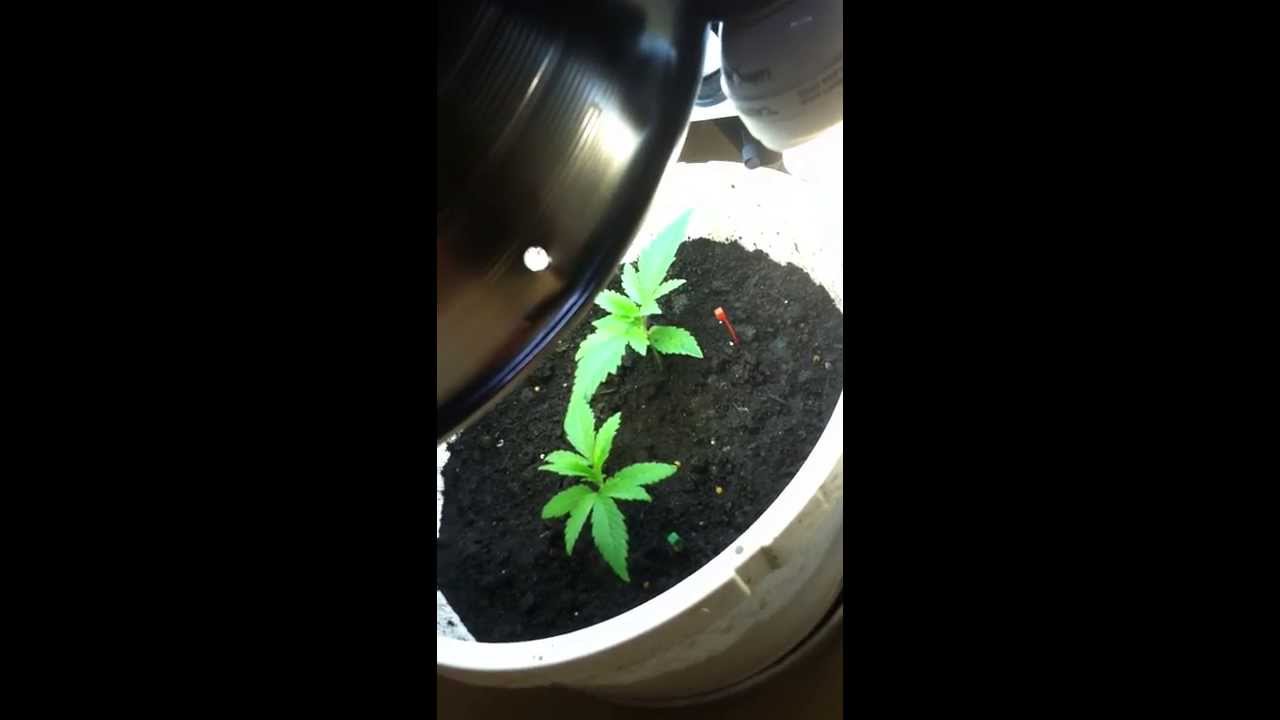 Low Budget Indoor Cannabis Growroom CFL's (Subscribe for Full Flight!)