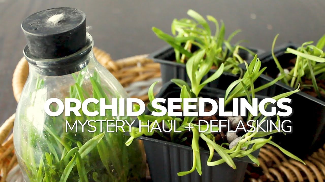 Unboxing Mystery Flask Haul from Carmela's Orchids and Deflasking Orchid Baby Seedlings
