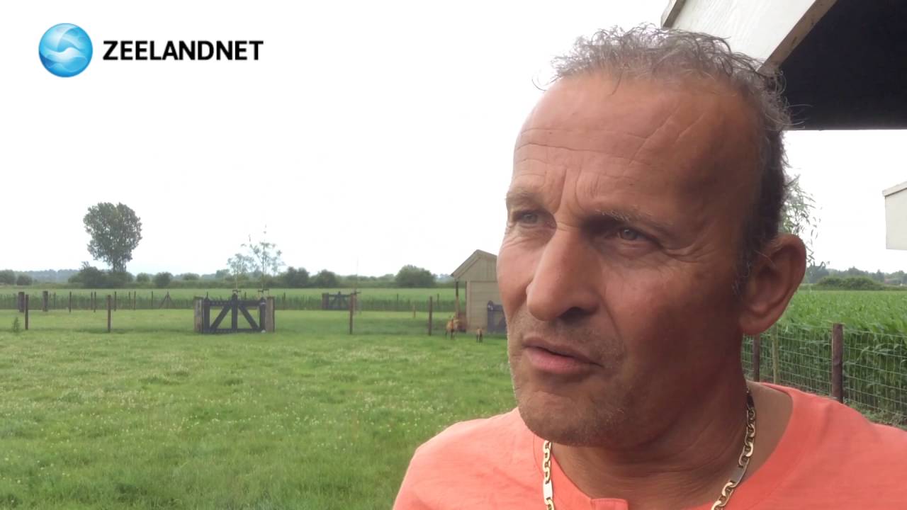 Zeelandnet Prikbord: Kameroenschapen te koop