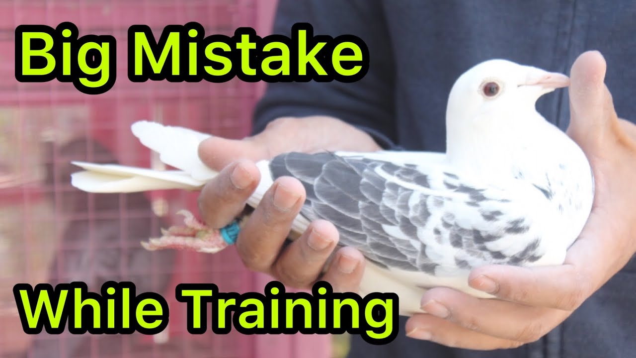 How to Train Racing Pigeons | Racer Pigeon Training in Pakistan