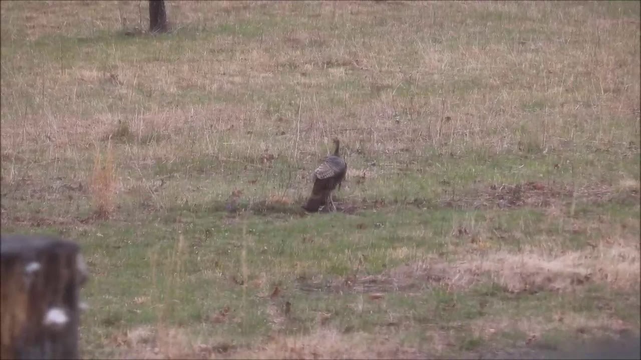 Wild Turkey Dust Bath
