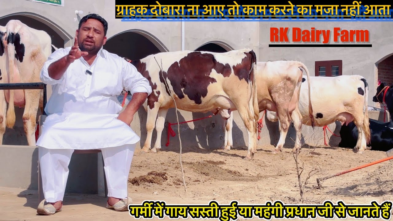 अगर ग्राहक दूसरी बार ना आए तो काम करने का क्या फ़ायदा 👌#rajusirsa #cow 