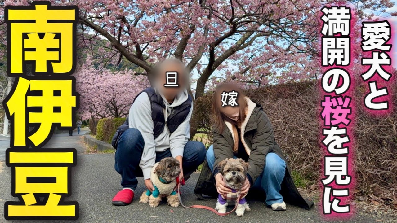 【伊豆半島車中泊旅】満開の河津桜が見たい！下田から南伊豆へ/龍宮窟～みなみの桜と菜の花まつり