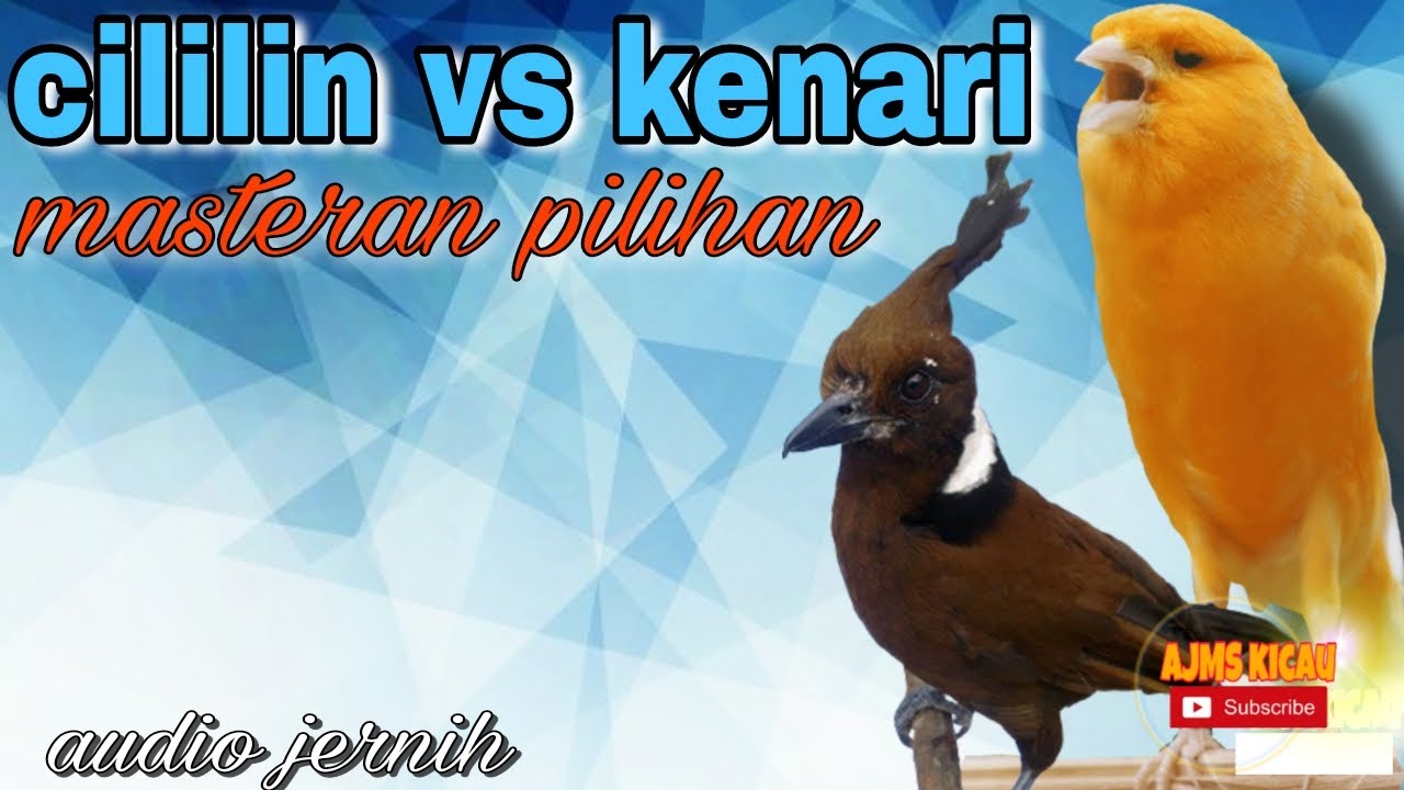 CILILIN vs KENARI materi kicau pilihan - audio jernih