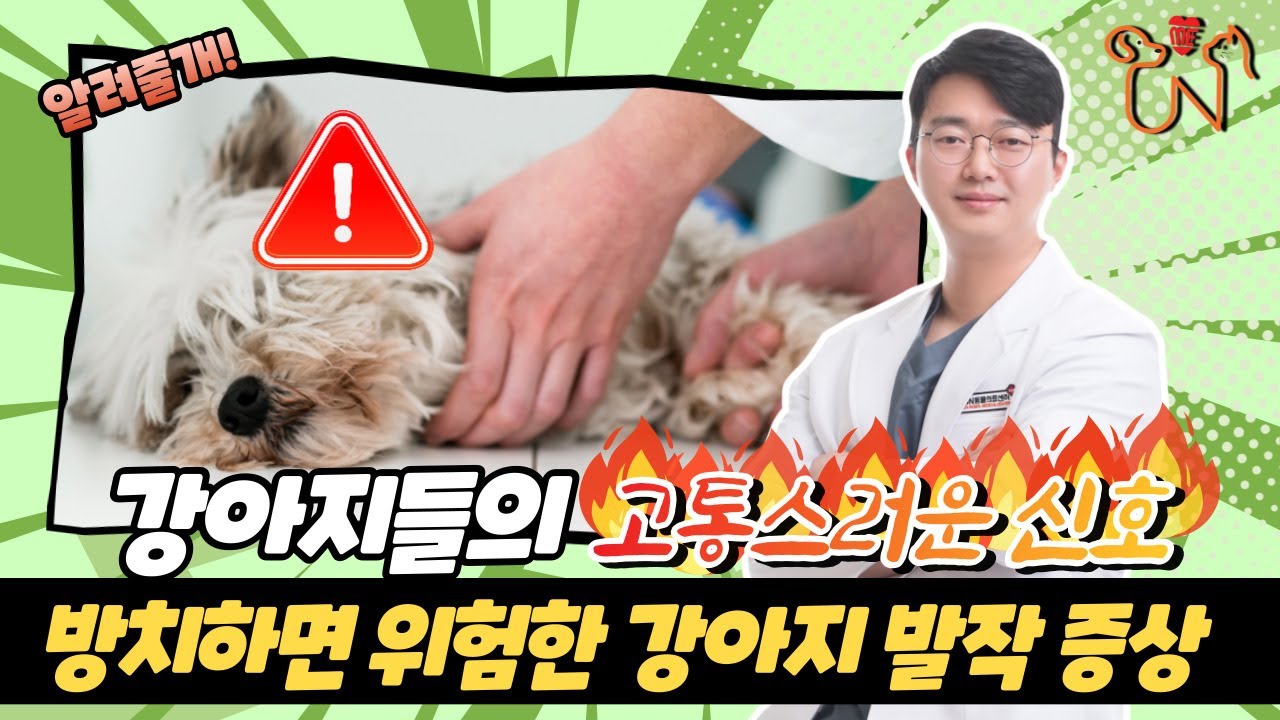 [강아지 발작 응급처치] 원인부터 응급대처까지! 강아지들의 고통스러운 신호 강아지 발작! 증상부터 이유까지 다 알려드림