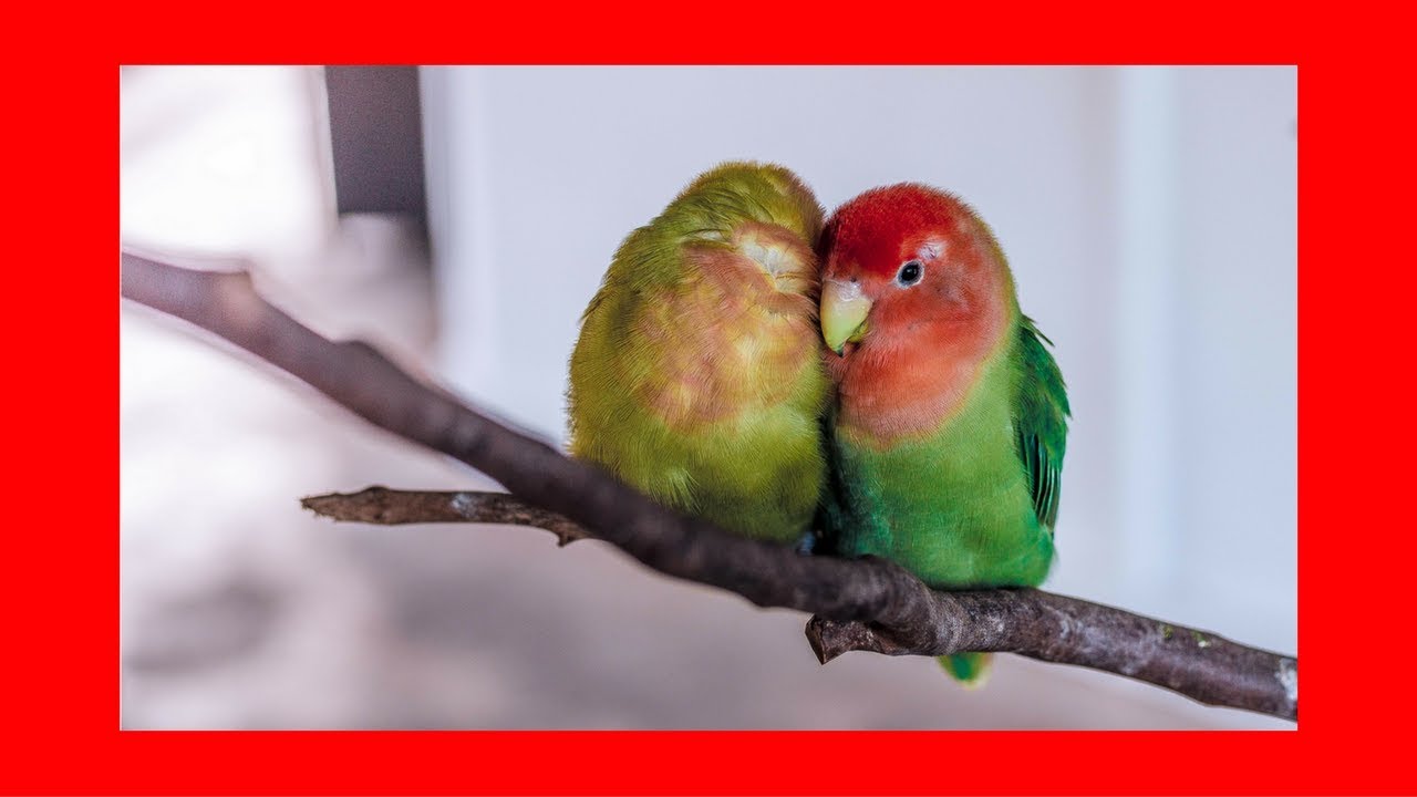 Relaxing Music For Birds (5 hrs) █ calming music for budgies parrots parakeets lovebirds cockatiels