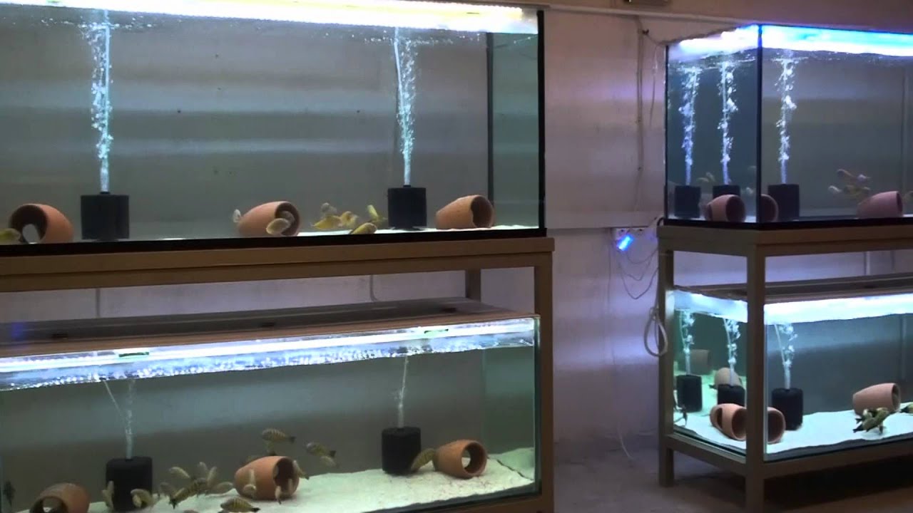 Tropheus Üretimhane