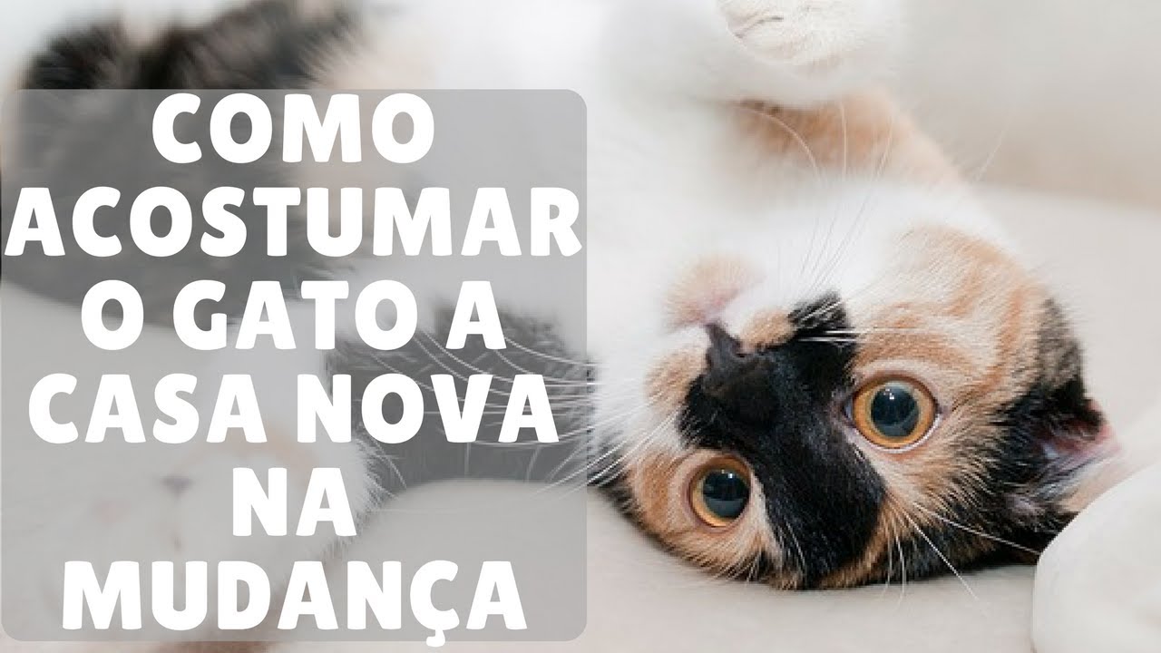 O que Fazer Ao Se Mudar Com Gatos