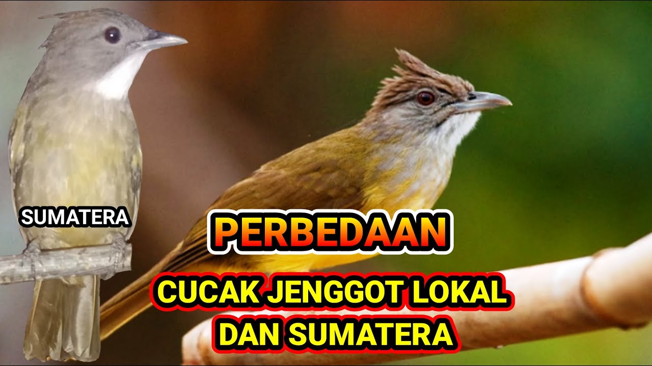 CARA MEMBEDAKAN CUCAK JENGGOT LOKAL & SUMATERA !!!
