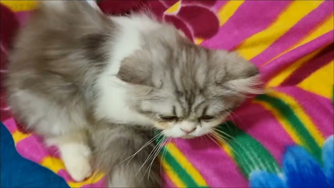Persian guest kitten Sol's 1st stay moments ❤️  #catvideos #persiancat #catvideos 