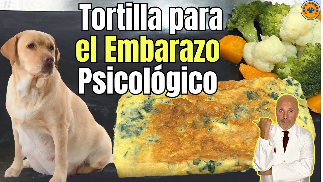 🐶 TORTILLA DE PEREJIL PARA EL EMBARAZO PSICOLÓGICO EN PERROS 🐶