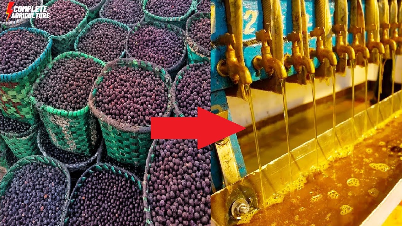 How Indian Farmers Harvest 1000 Of Tons Of Mustard Oil? Mustard Agriculture & Oil extraction process