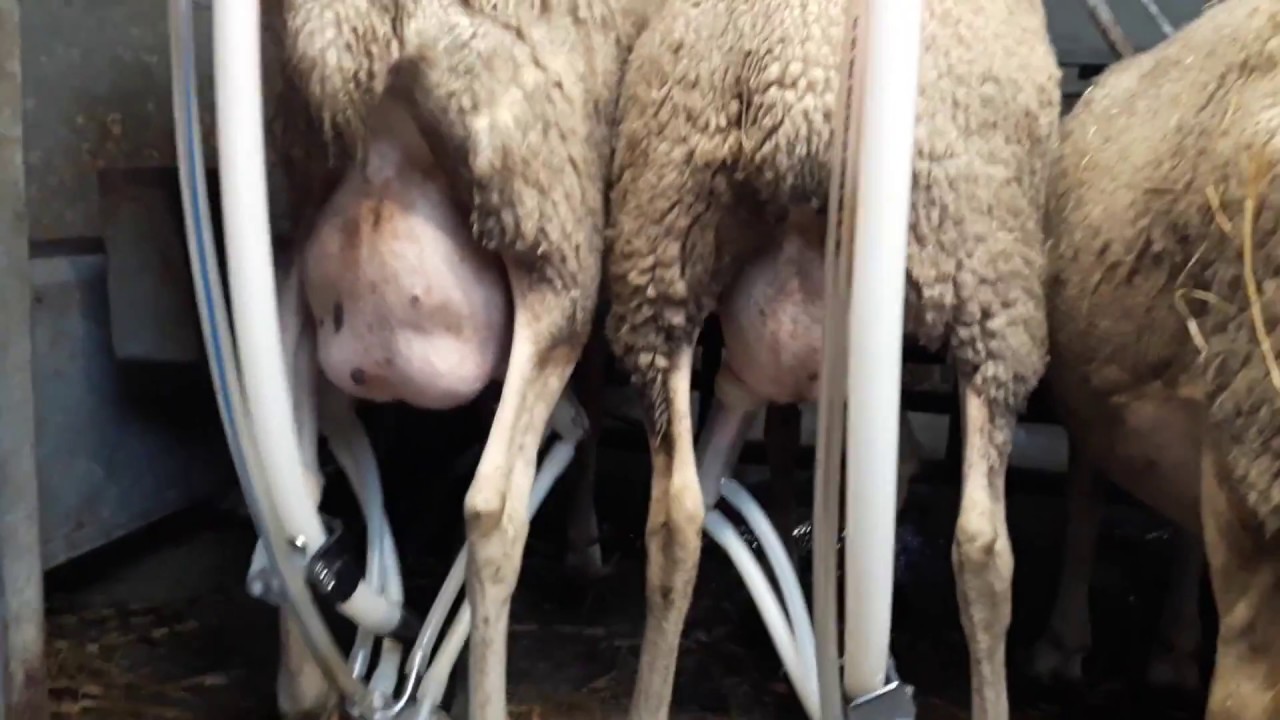 Traite des brebis   Bergerie des abers