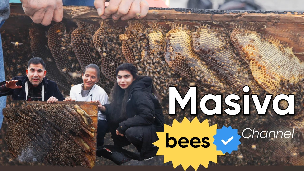 Cómo reubicar abejas #123