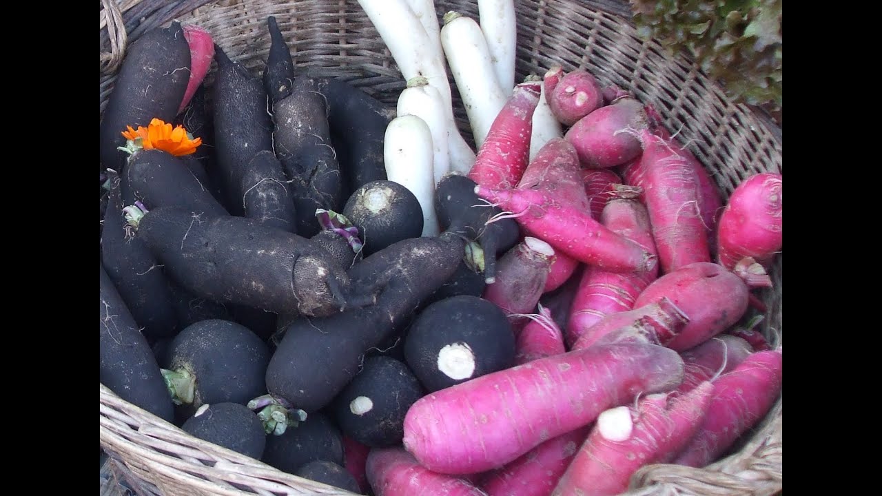 Terroirs de Chefs - 