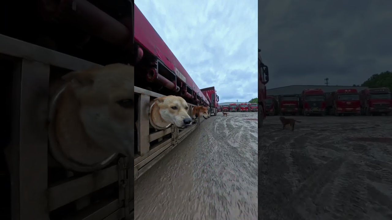 回家路上的风都是甜的😄😄😄 #中华田园犬 #老友狗狗 #animals #黃狗 #饲养员日常 #funny #寵物友善日常