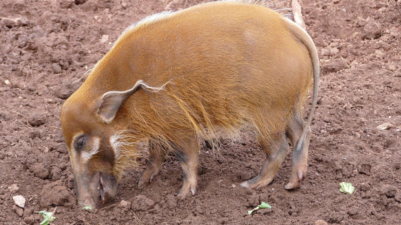 Playful Red River Hog 🐷🐷🐷🐷