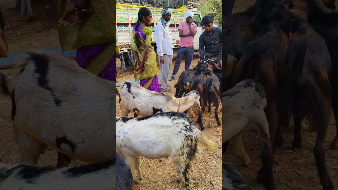 Jogipet goat 🐐 market hyd