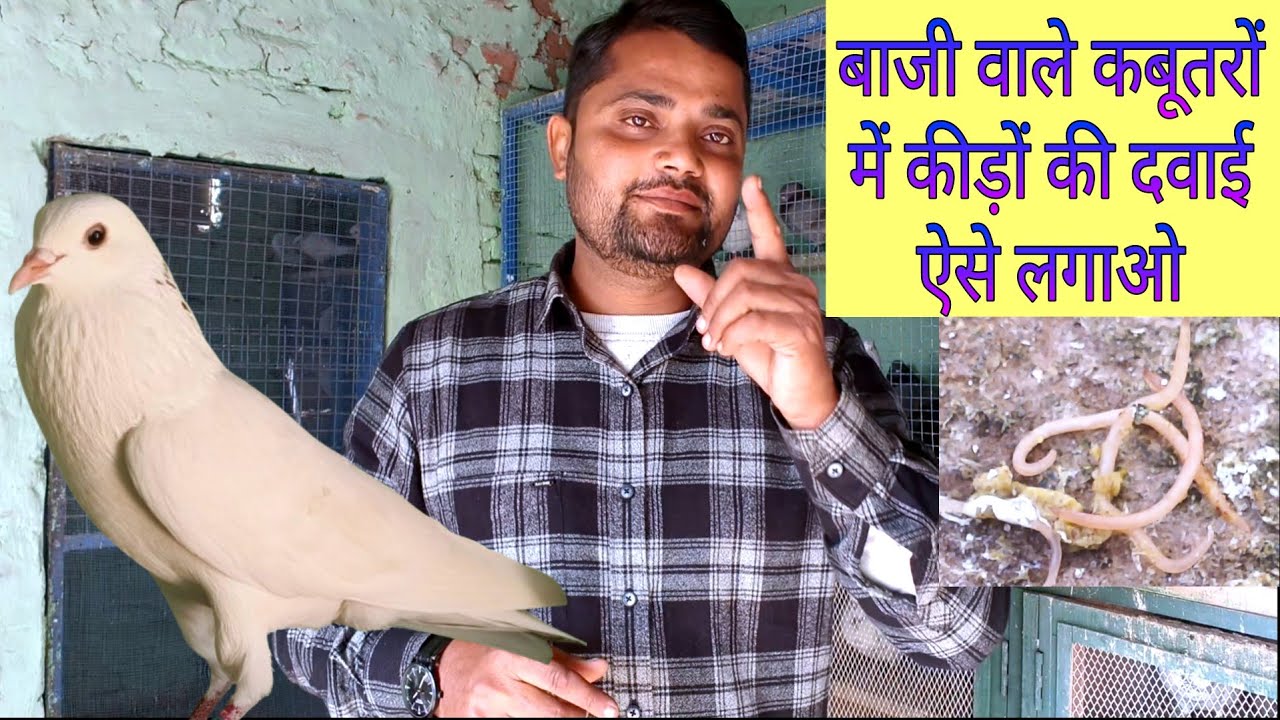 बाजी वाले कबूतरों की डिवार्मिंग करने का सही तरीका || कबूतरों में  कीड़ों की दवाई कैसे लगाएं ||