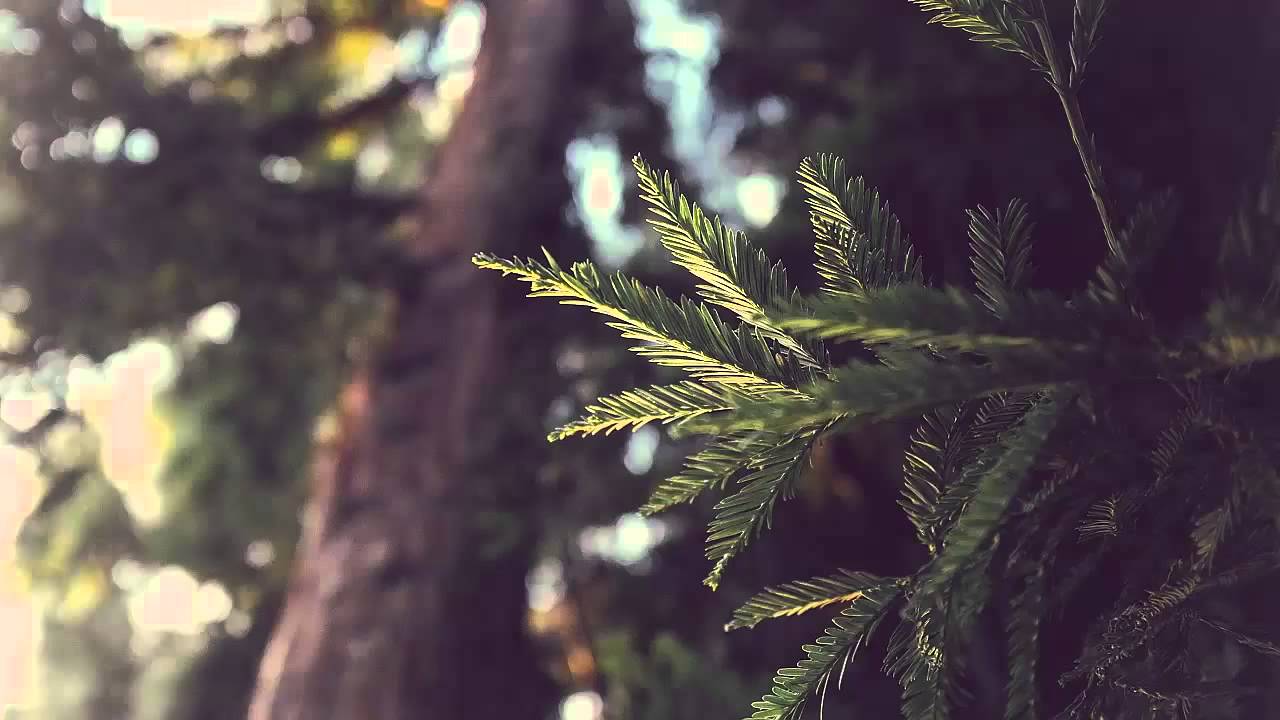 Леид   1елам нахан лерра