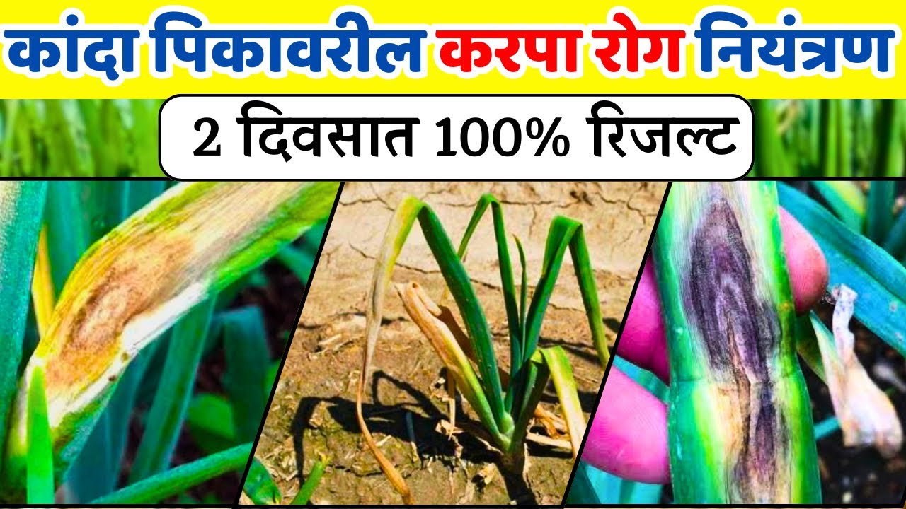 कांदा करपा रोग नियंत्रण | कांदा शेंडे पिवळे पडणे | kanda karpa rog niyantran | kanda favarni niyojan