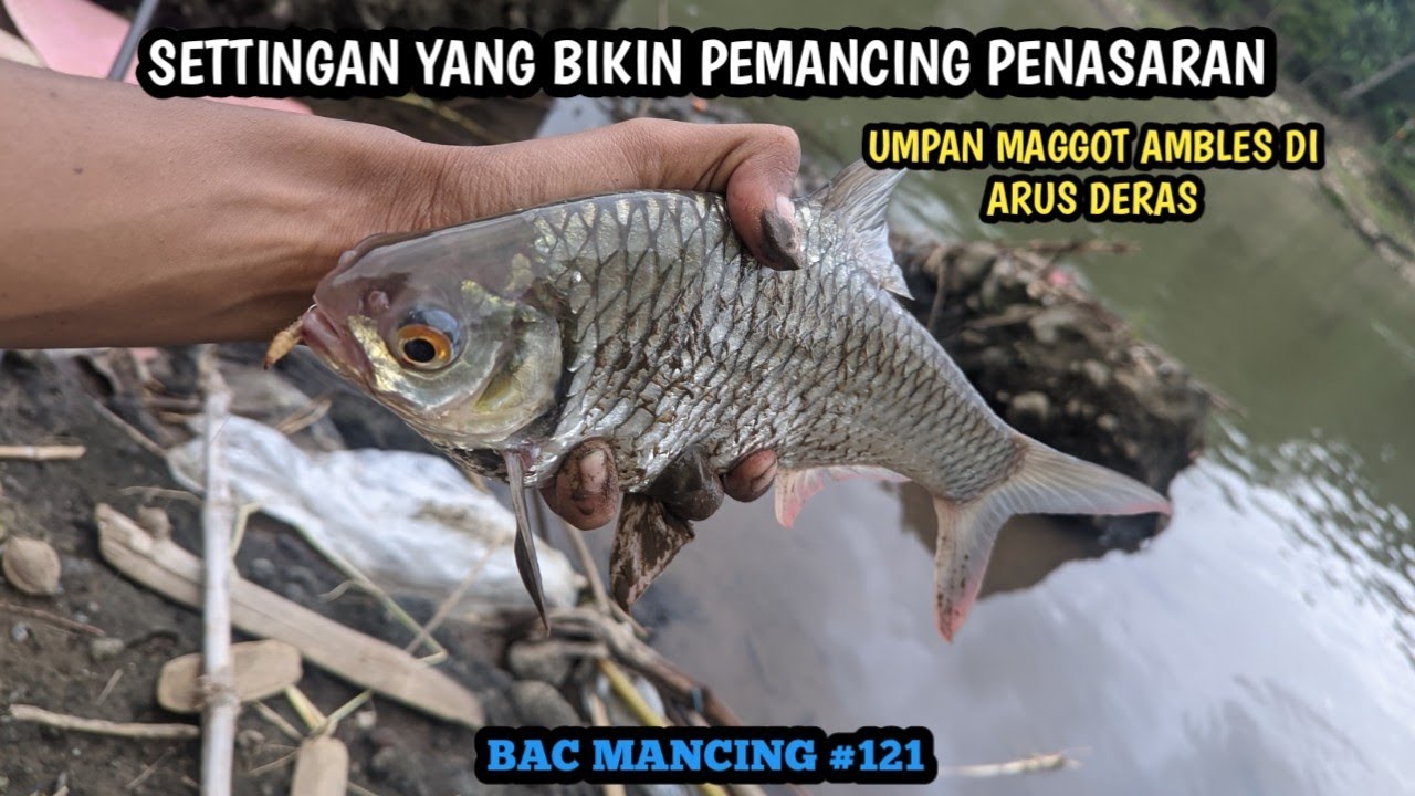MOMEN STRIKE IKAN BADER ARUS DERAS MANCING UMPAN MAGGOT TEKNIK PELAMPUNG