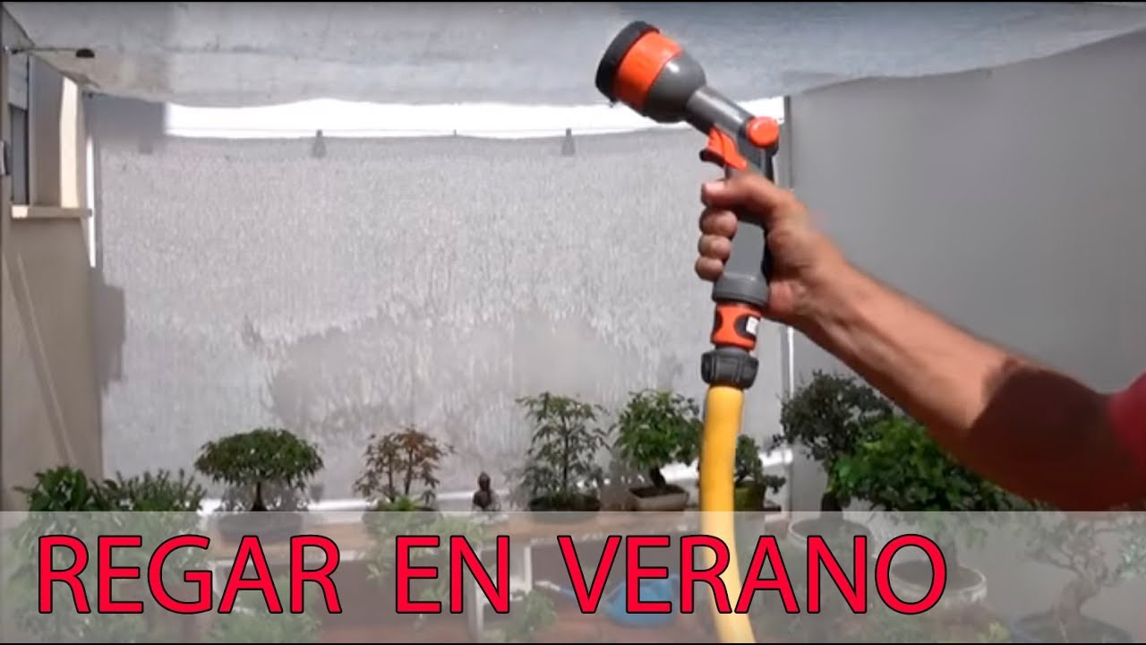 Como regar los bonsáis en verano