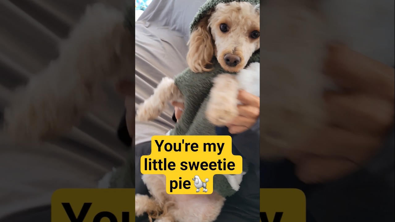 you are my little sweetie pie🐩# sweetie