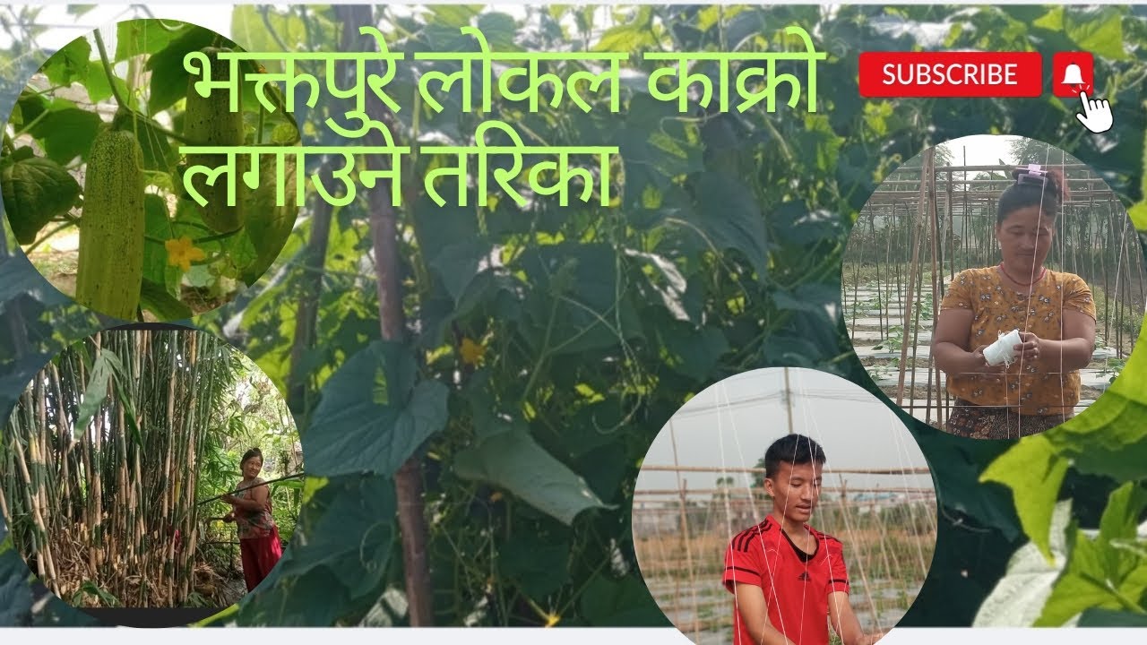 भक्तपुरे लोकल काक्रो खेती गर्ने तरिका,काक्रोबाट मनग्ये आम्दानी#सासुबुहारी एकीकृत कृषि फर्म#नवलपुर