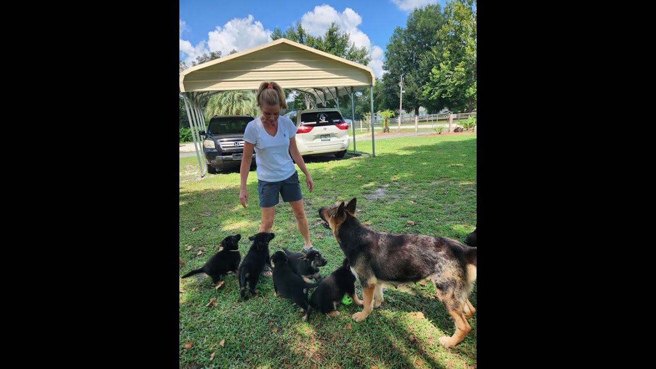 Week 7 DDR German Shepherd Puppies – Rain × Ranger Litter | Southern Comfort Shepherds - 2024