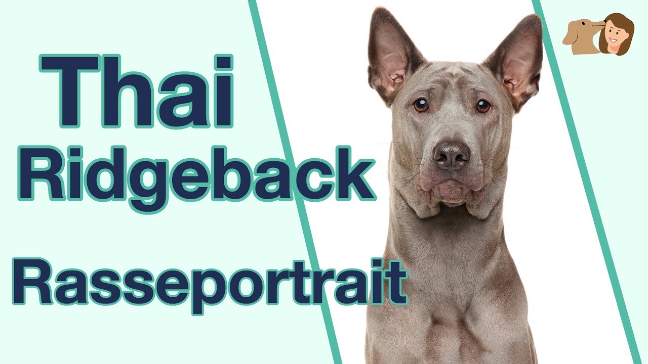 Thai Ridgeback im Rasseportrait: Weißt du alles über diese mittelgroße Hunderasse?