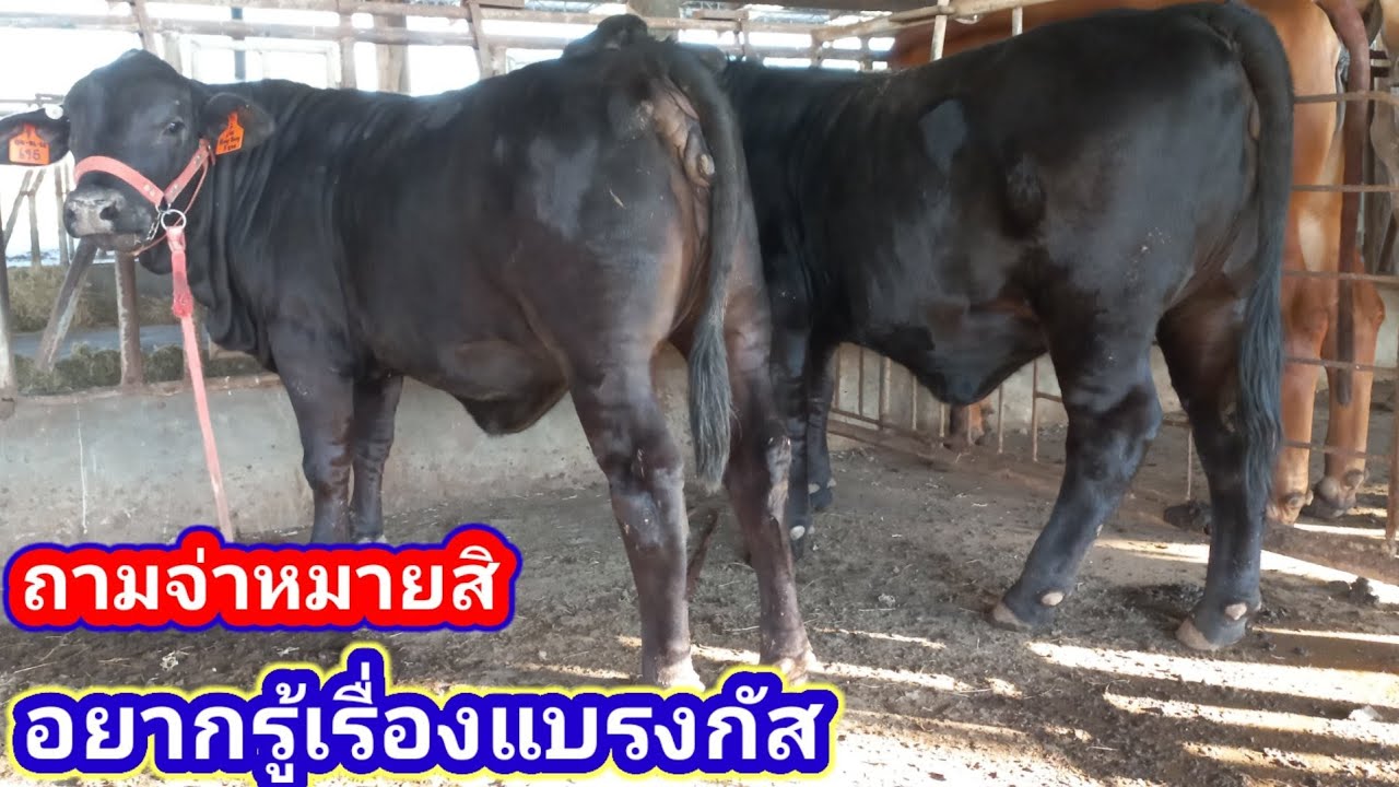 วัวแบรงกัส พรชัยฟาร์มราชบุรี ทำความรู้จักวัวแบรงกัสให้มากขึ้นโดยจ่าหมาย#พูดจาภาษาวัว