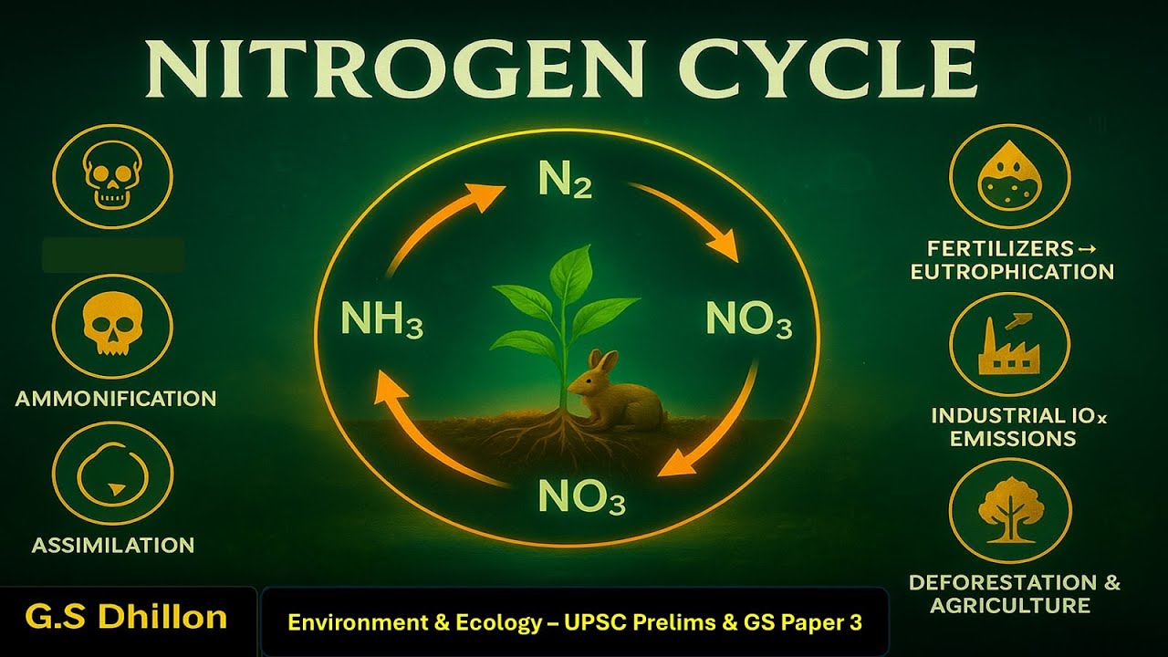 E13 - Nitrogen Cycle || Steps, Importance & Human Impact ||  Ecology Environment lecture UPSC IAS