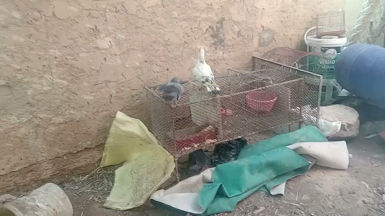 طلقنا الحمام🤯يطير وتولعنا🤯فيديو نار 🔥🔥