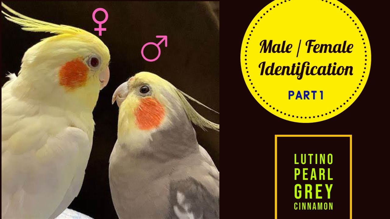 Cockatiel Gender Identification|Part1|தமிழில்|Easy Methods|Lutino|Pearl|Cinnamon|Grey|Rcube World