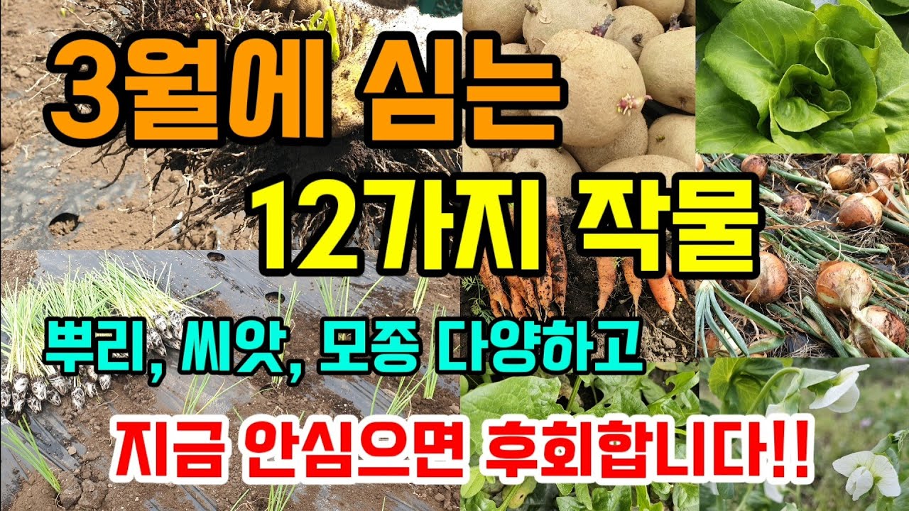3월에 심는 봄채소 작물 12가지 뿌리 씨앗 모종으로 심고 수확이 빠른 작물 #3월에심는작물 #텃밭농사