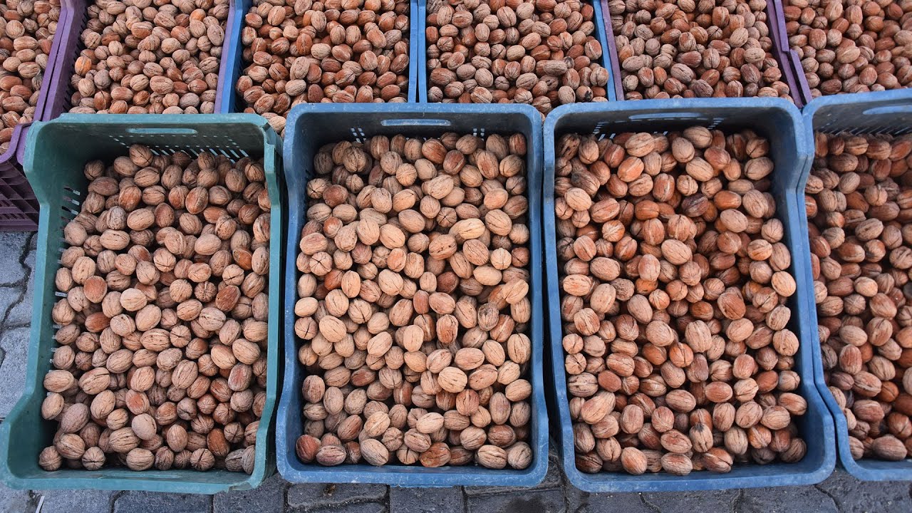 Adilcevaz'da bu yıl 70 bin ton ceviz üretimi bekleniyor