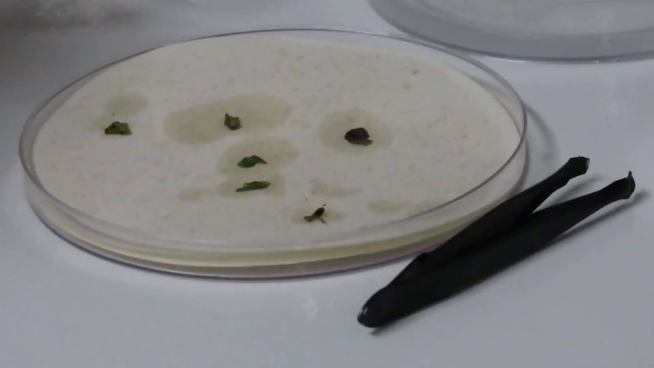 Aislamiento de hongos y bacterias fitopatógenas