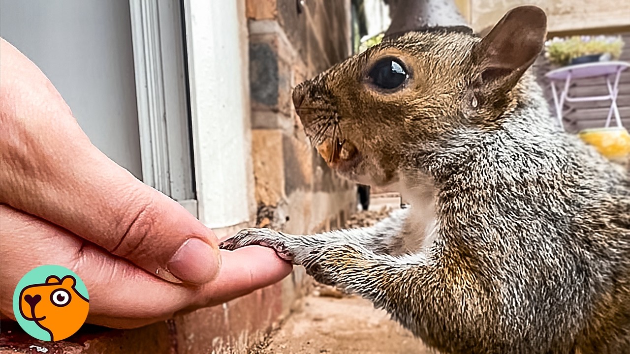 Wild Squirrel Remembers This Woman And Always Comes Back | Cuddle Buddies