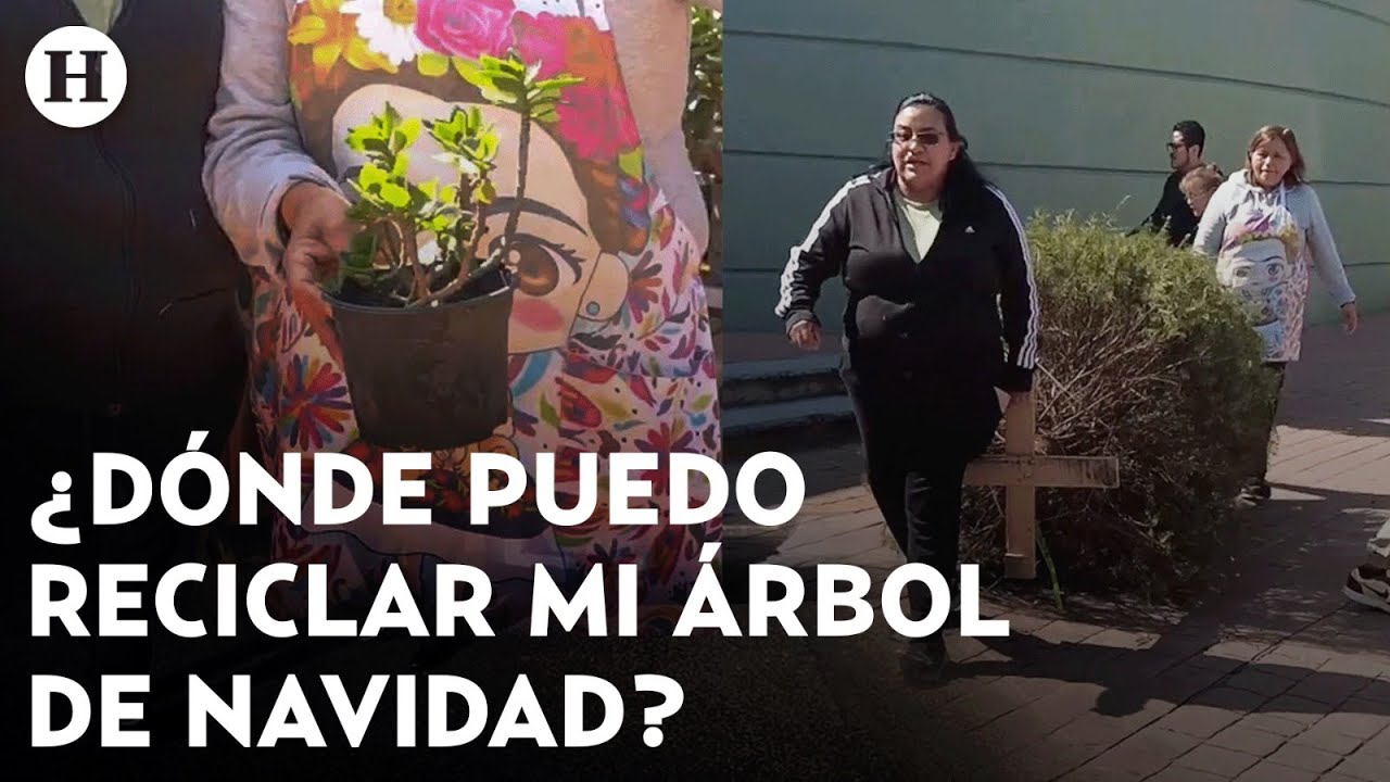 &iexcl;No abandones y quemes tu arbolito! CDMX lanza campa&ntilde;a para recolectar &aacute;rboles de Navidad usados