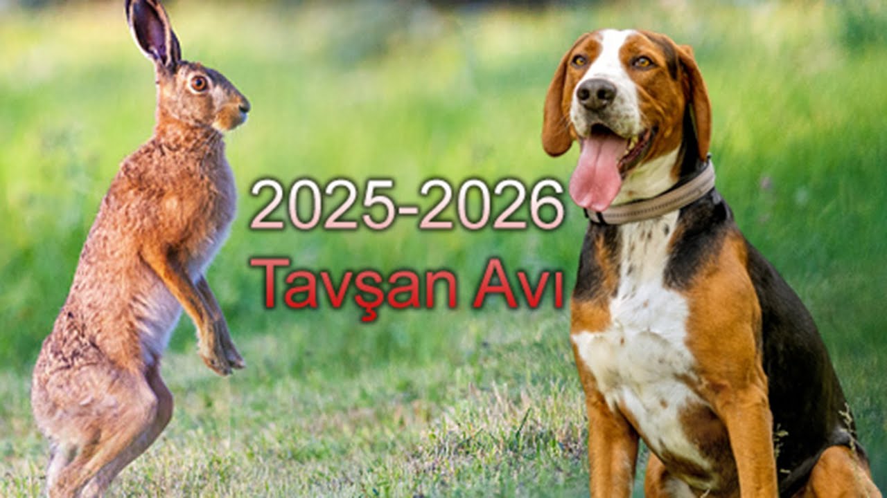 Kopay ile Tavşan Avı Net Vuruşlar