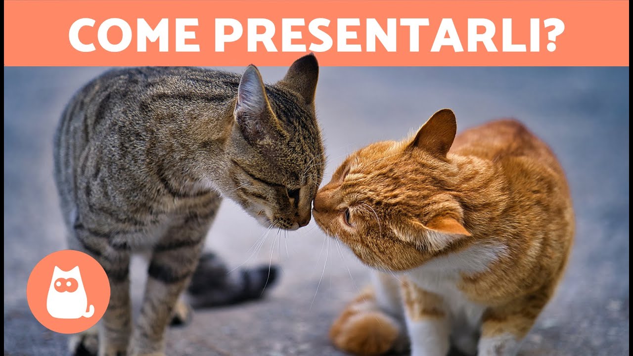 Come INTRODURRE DUE GATTI in modo corretto 🐱🐱✅ 7 passaggi per raggiungere una buona convivenza