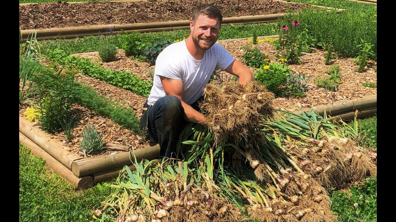 How to Grow, Harvest, & Cure Softneck Garlic