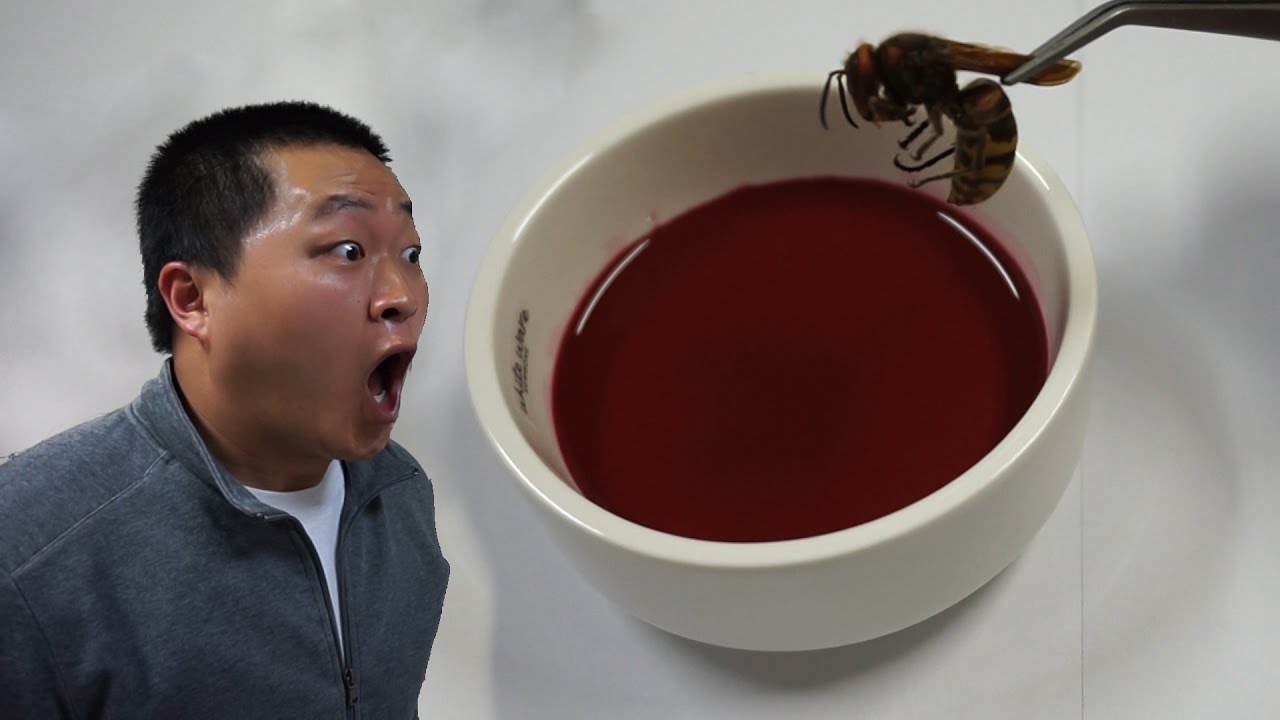 [도깨비]장수말벌 