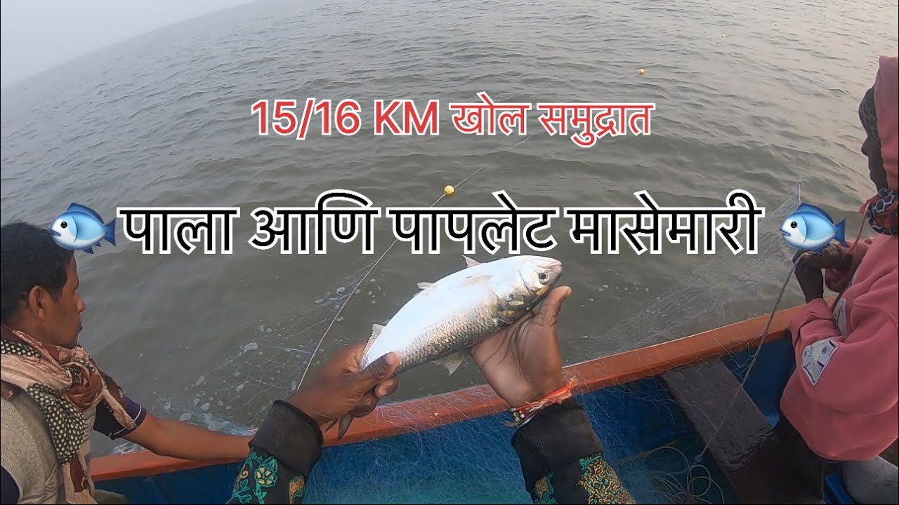 🐟खोल समुद्रात केली जाणारी पाला आणि पापलेट मासेमारी 🐟#fishing #papletfish #trending #यौतुंबे