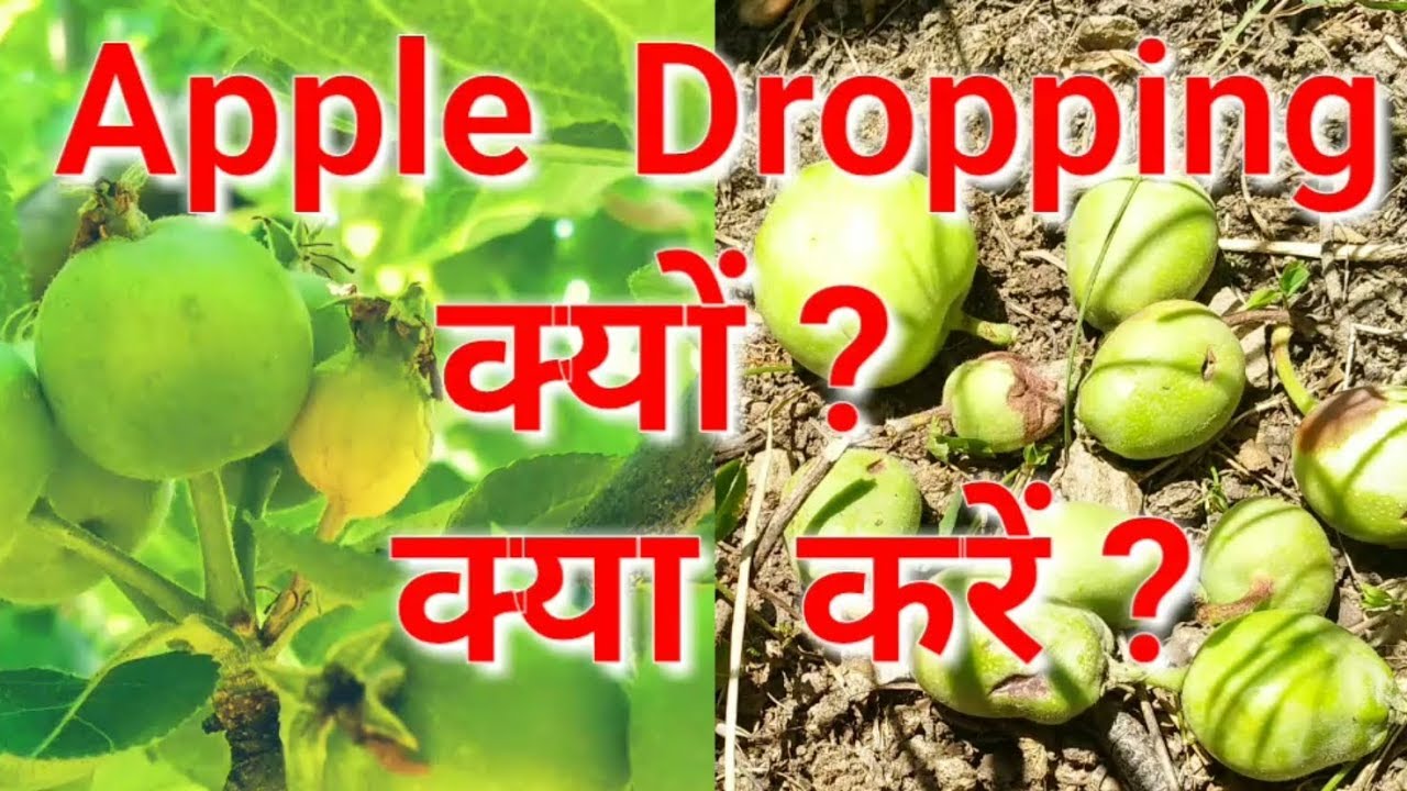 Apple Dropping | Why | How to Stop | by Inside Great Himalaya
